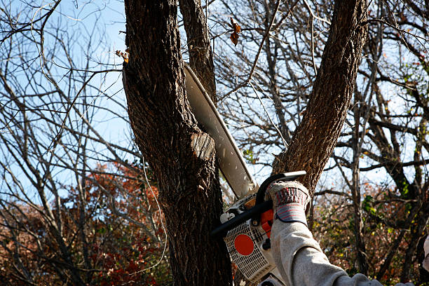 Best Tree Health Inspection  in USA